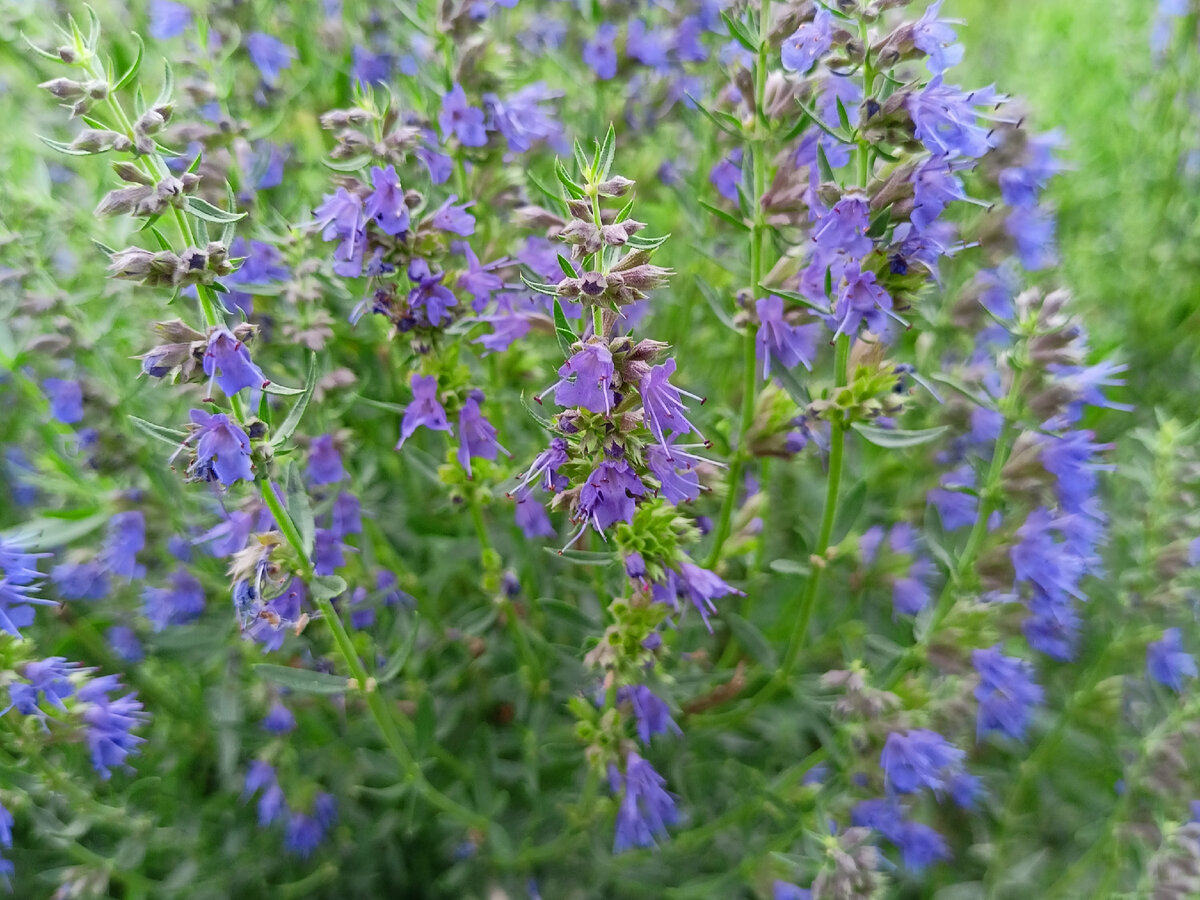 Иссоп. Иссоп рассада. Иссоп аметист. Иссоп лекарственный (Hyssopus officinalis).