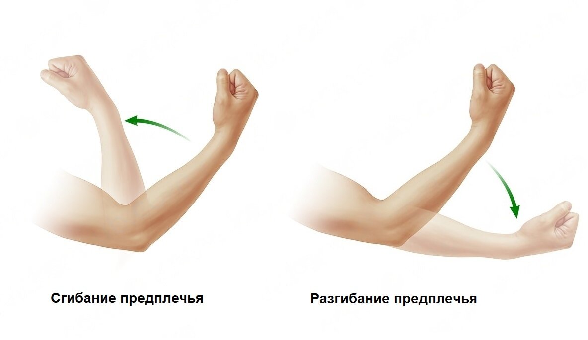 Мышцы участвующие в супинации плеча. Приведение отведение пронация супинация. Сгибание и разгибание локтевого сустава. Мышца, приводящая и пронирующая плечо,. Пронация и супинация плеча.