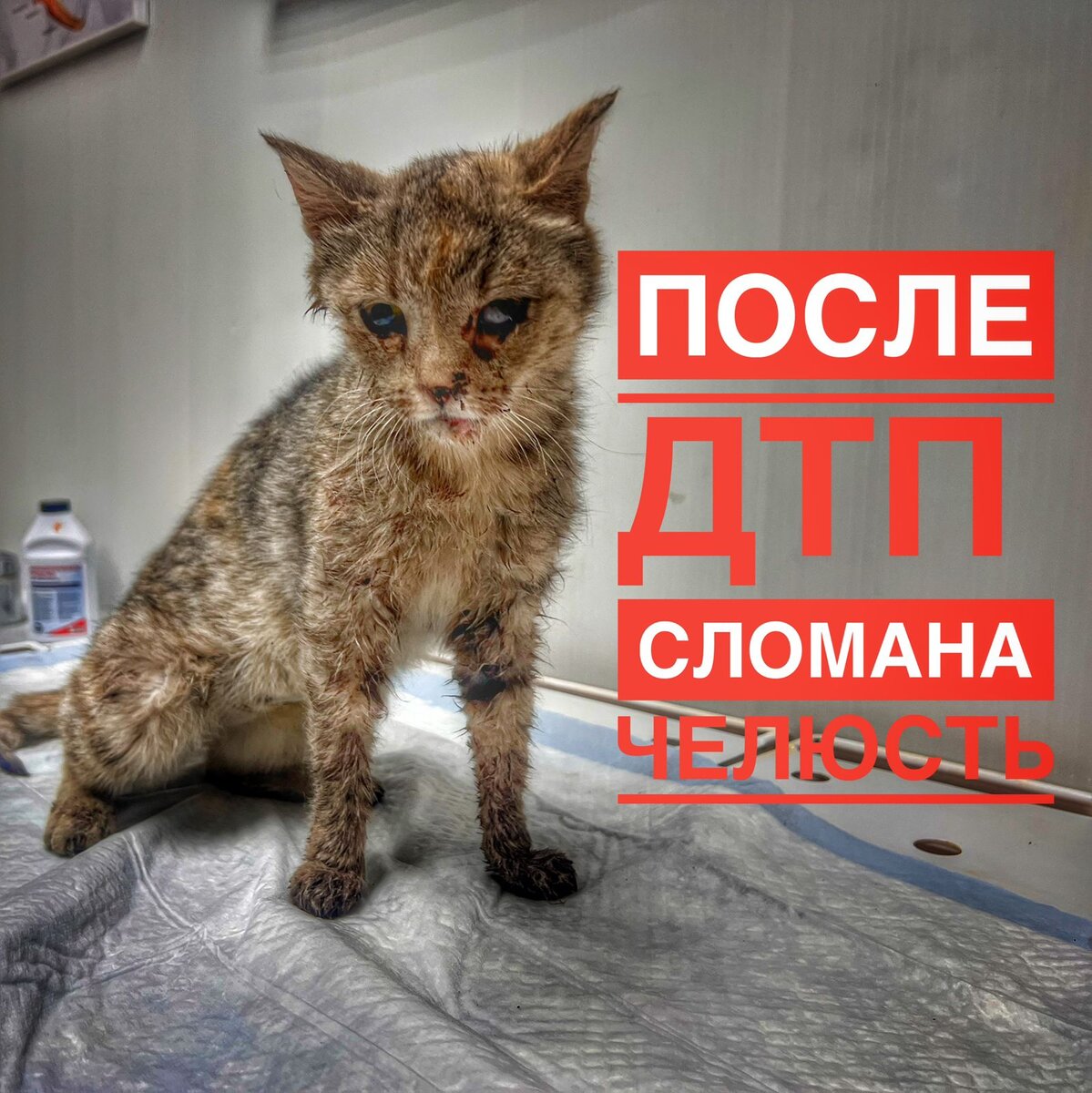 Кошке после ДТП необходима помощь