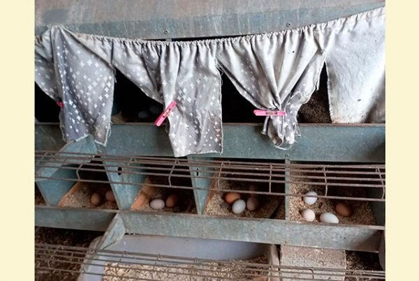 3 ингредиента смеси для повышения яйценоскости кур несушек 🥚🥚🥚 ...