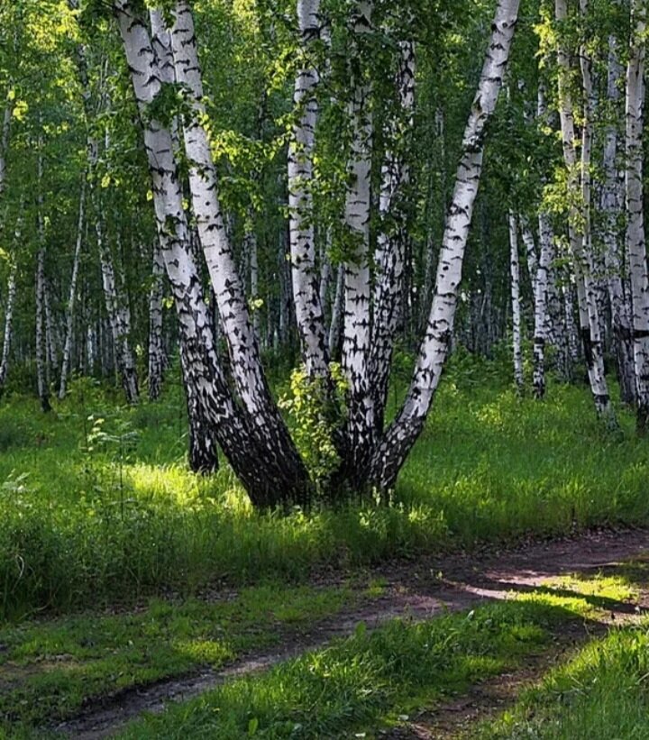 Берёза — Википедия