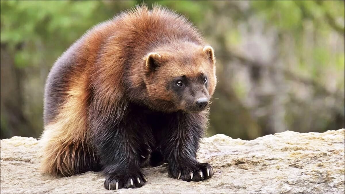  Росомаха похожа на маленького медведя, но с непропорционально большими лапами. (advour.ru)