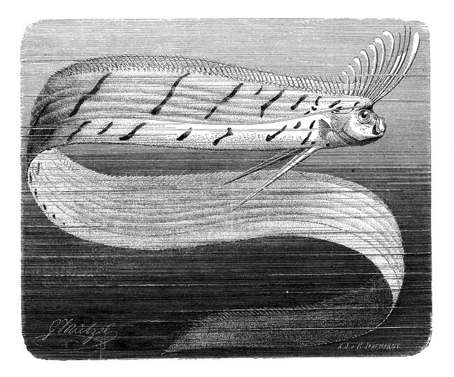    «Рыба судного дня». Фото: istockphoto.com