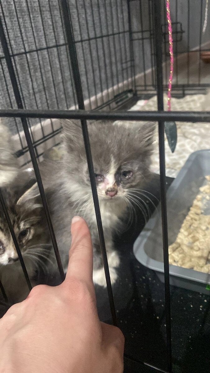 Герпесовирусная инфекция у всех котят