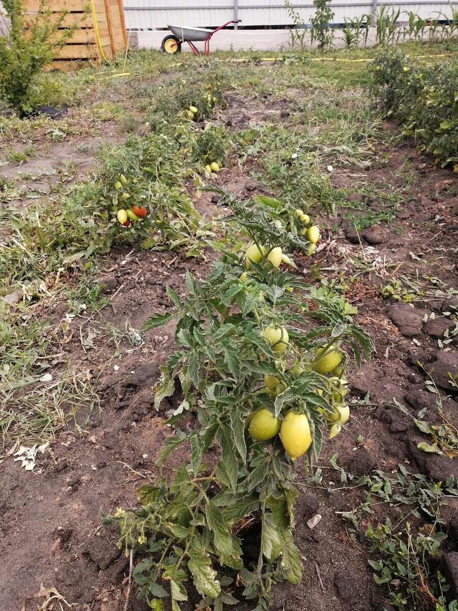 Нормальная рассада, на которой убрал пасынки 