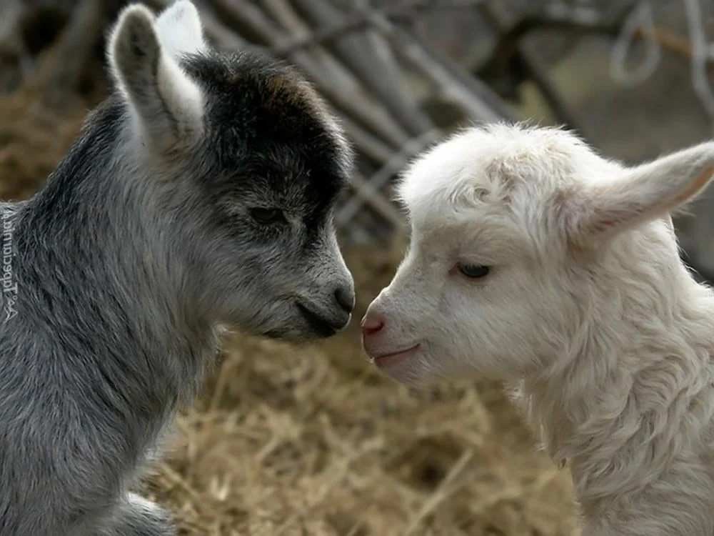 Козлята, иллюстративное фото из соцсети Одноклассники