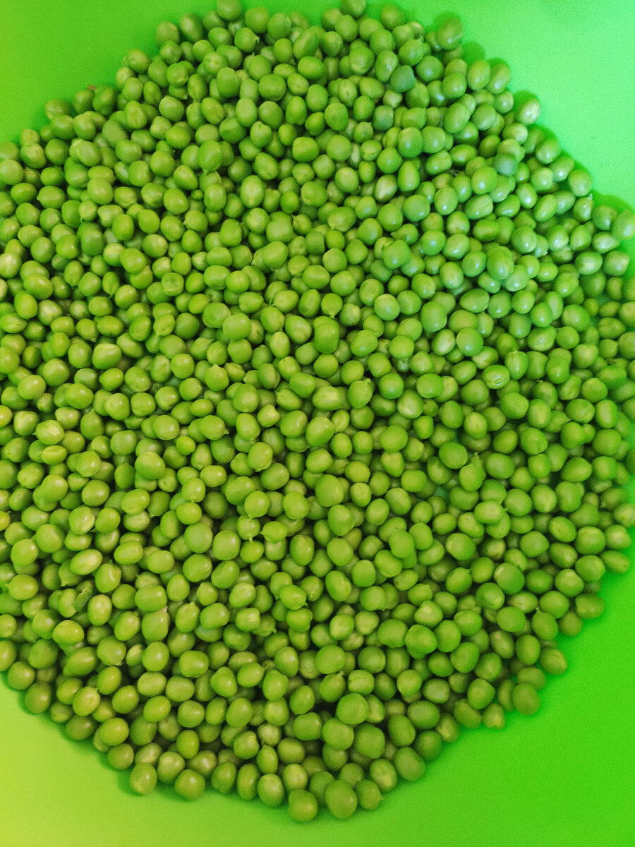 Урожай гороха. Фото автора.