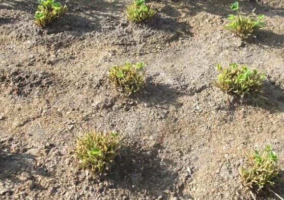 На скошенной клубнике листья быстро отрастают