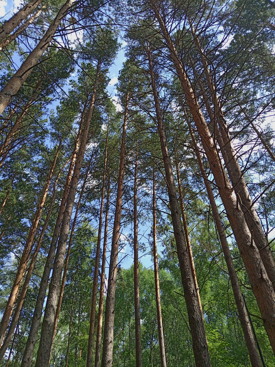 Лес в июле