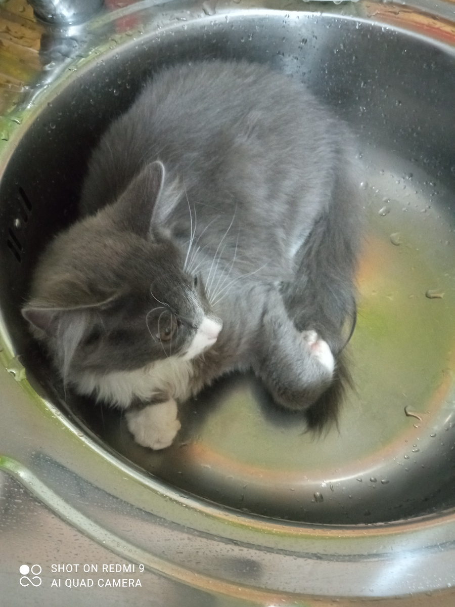 Зашла сейчас на кухню ,а там Василий спасается от жары.