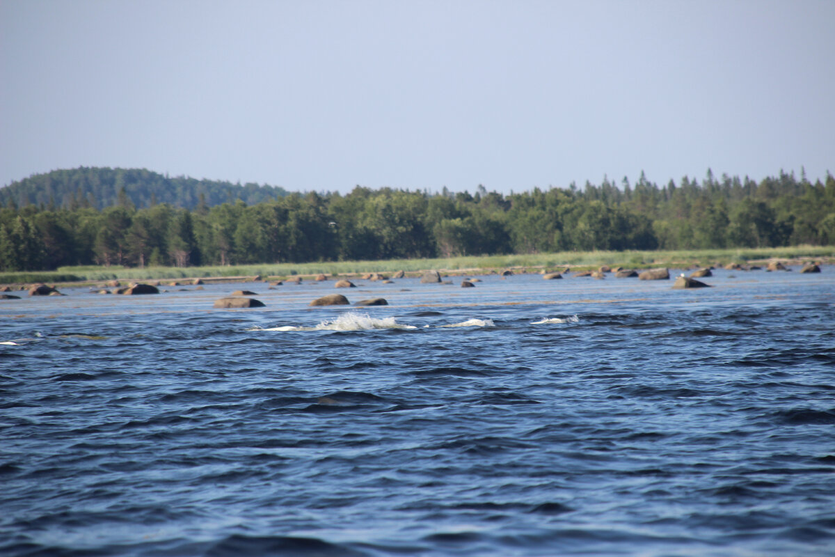 Они прекрасны!