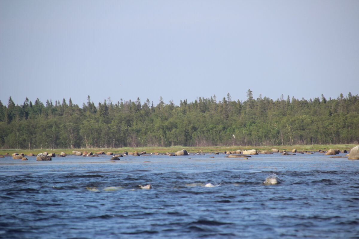 тут видно серых малышей.