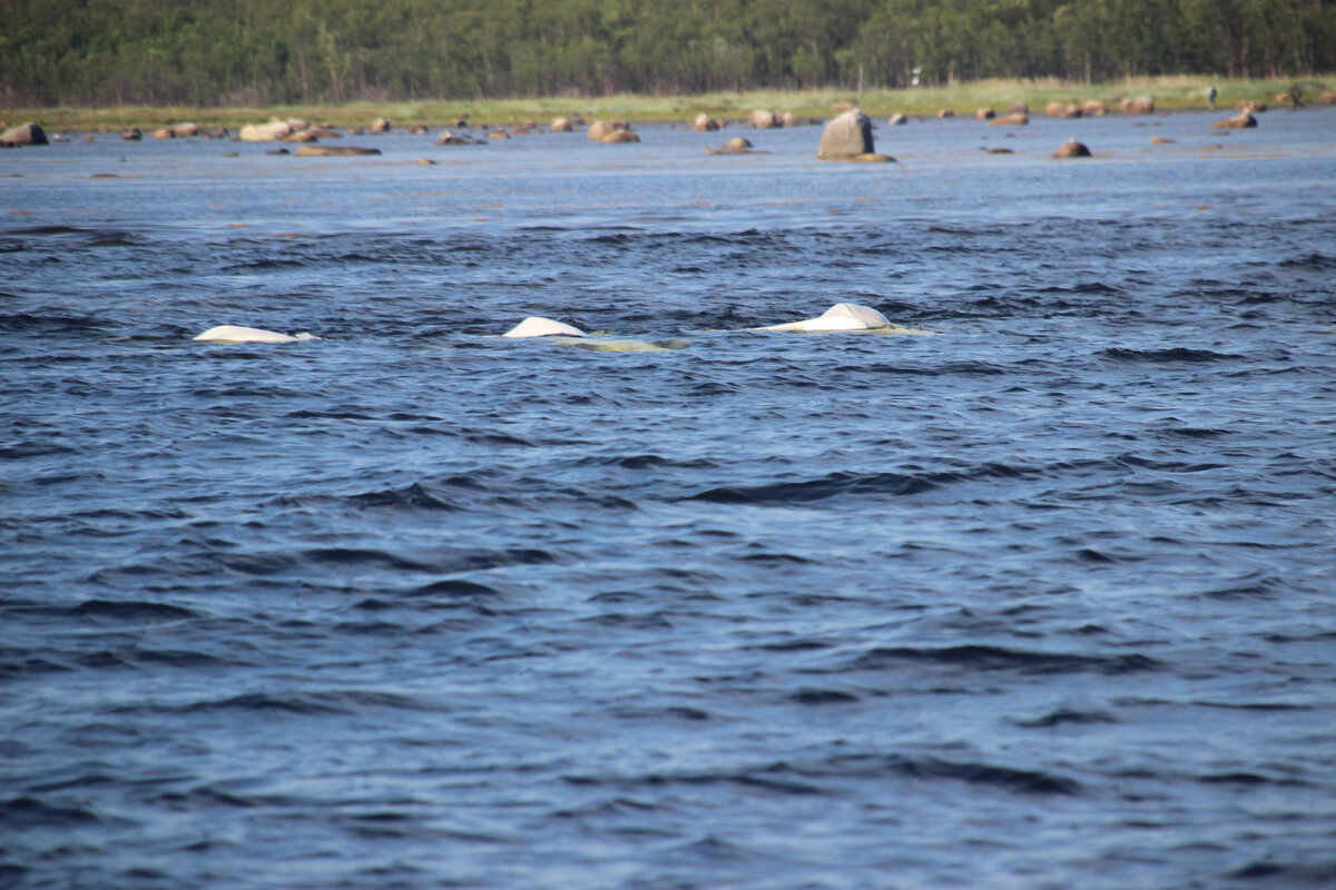 идут стройными рядами