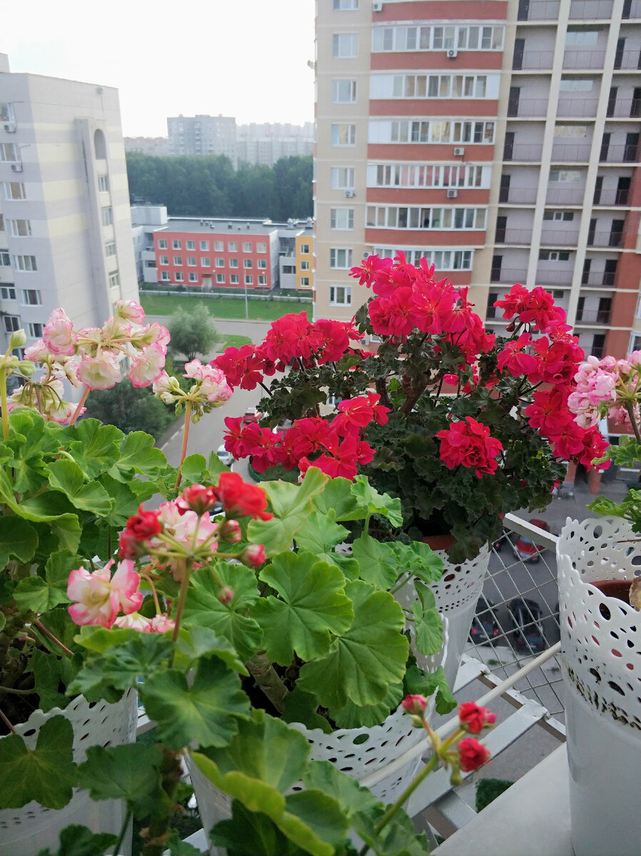 Растение бросается в глаза, несмотря на свою миниатюрность.