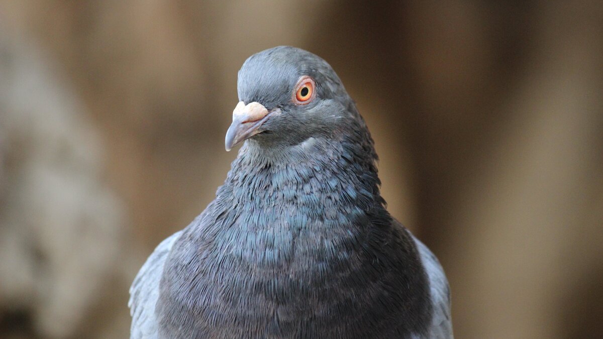     Сильная жара в Ростове привела к тому, что птицам не хватает воды, сообщил RostovGazeta зоолог ЮФУ Алексей Тихонов.