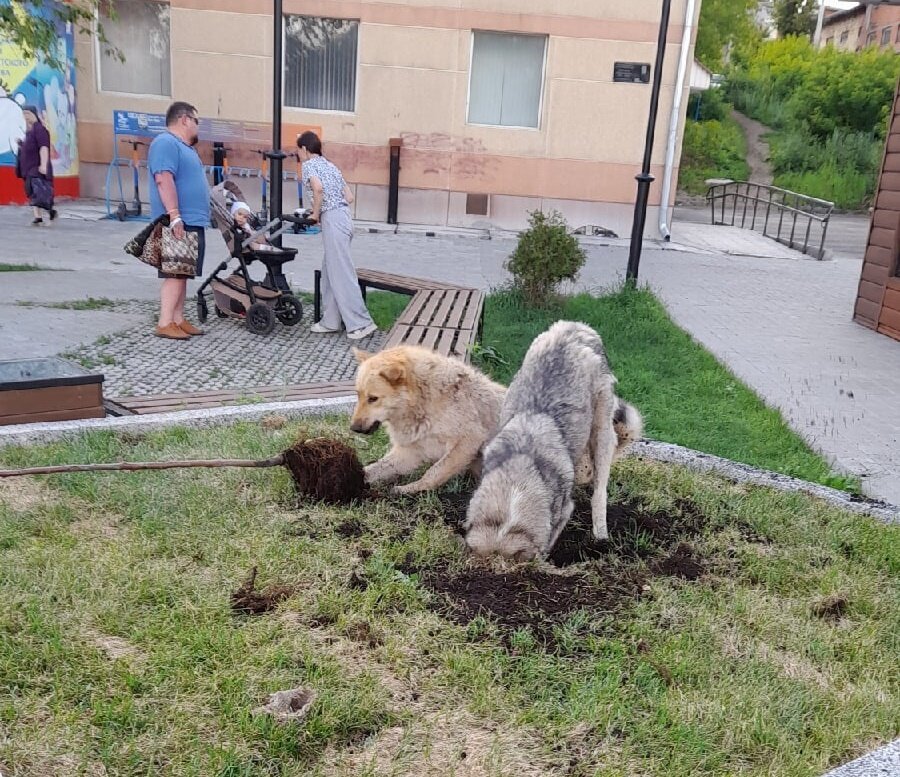 Р§СѓР¶РѕР№ Р±СѓРєРµС‚