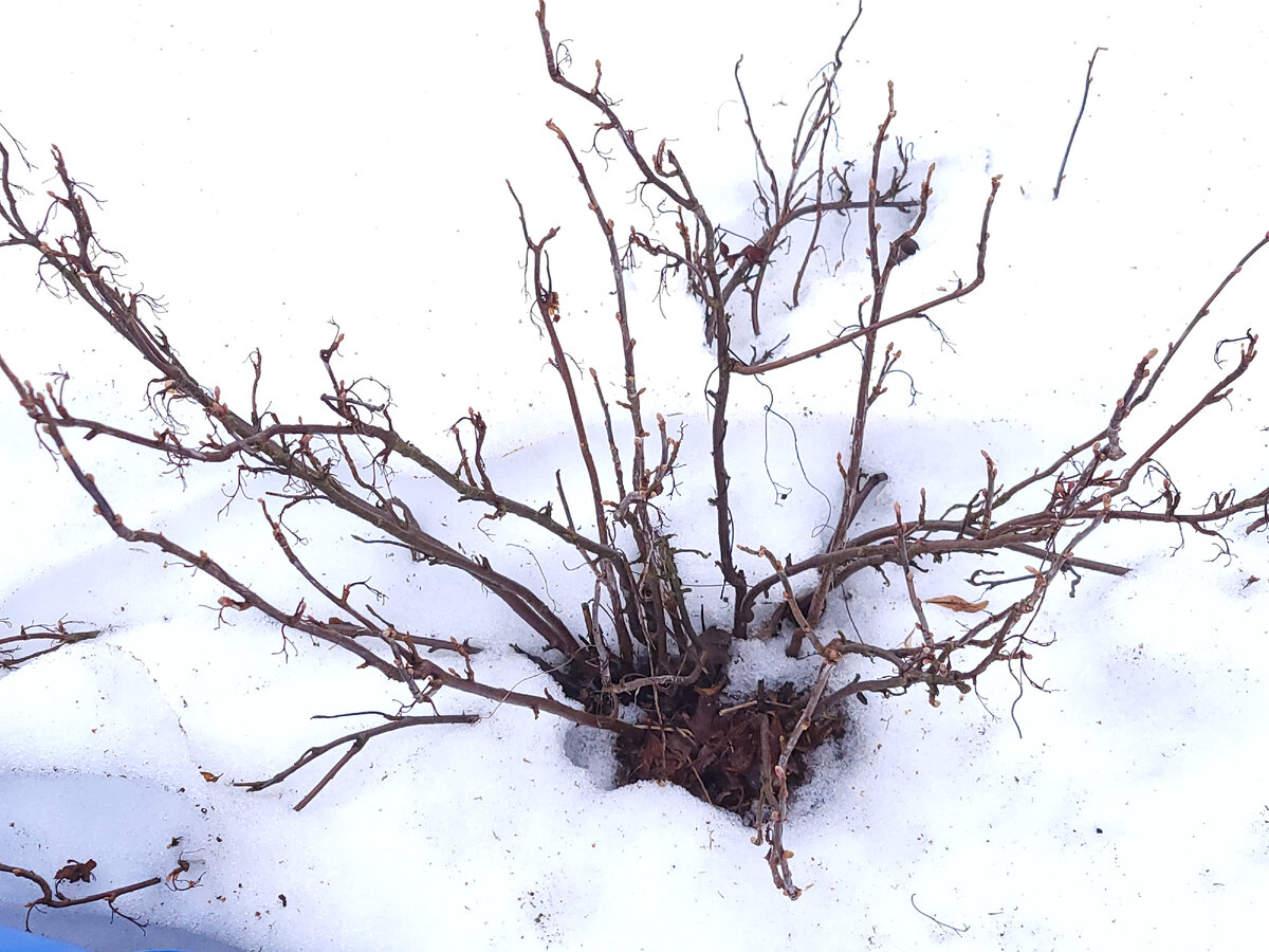 Обрезать рано. А вот горячей водой облить - самое время!