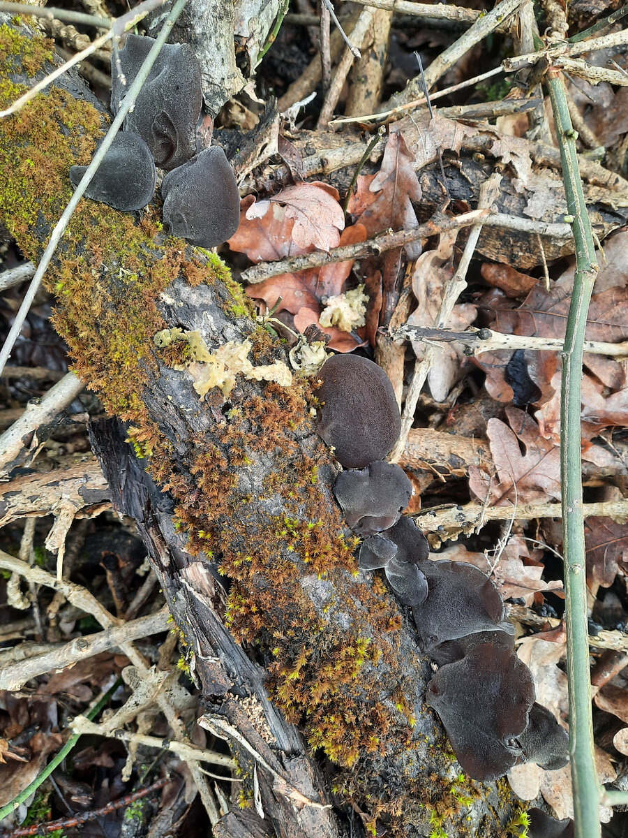 Китайский гриб