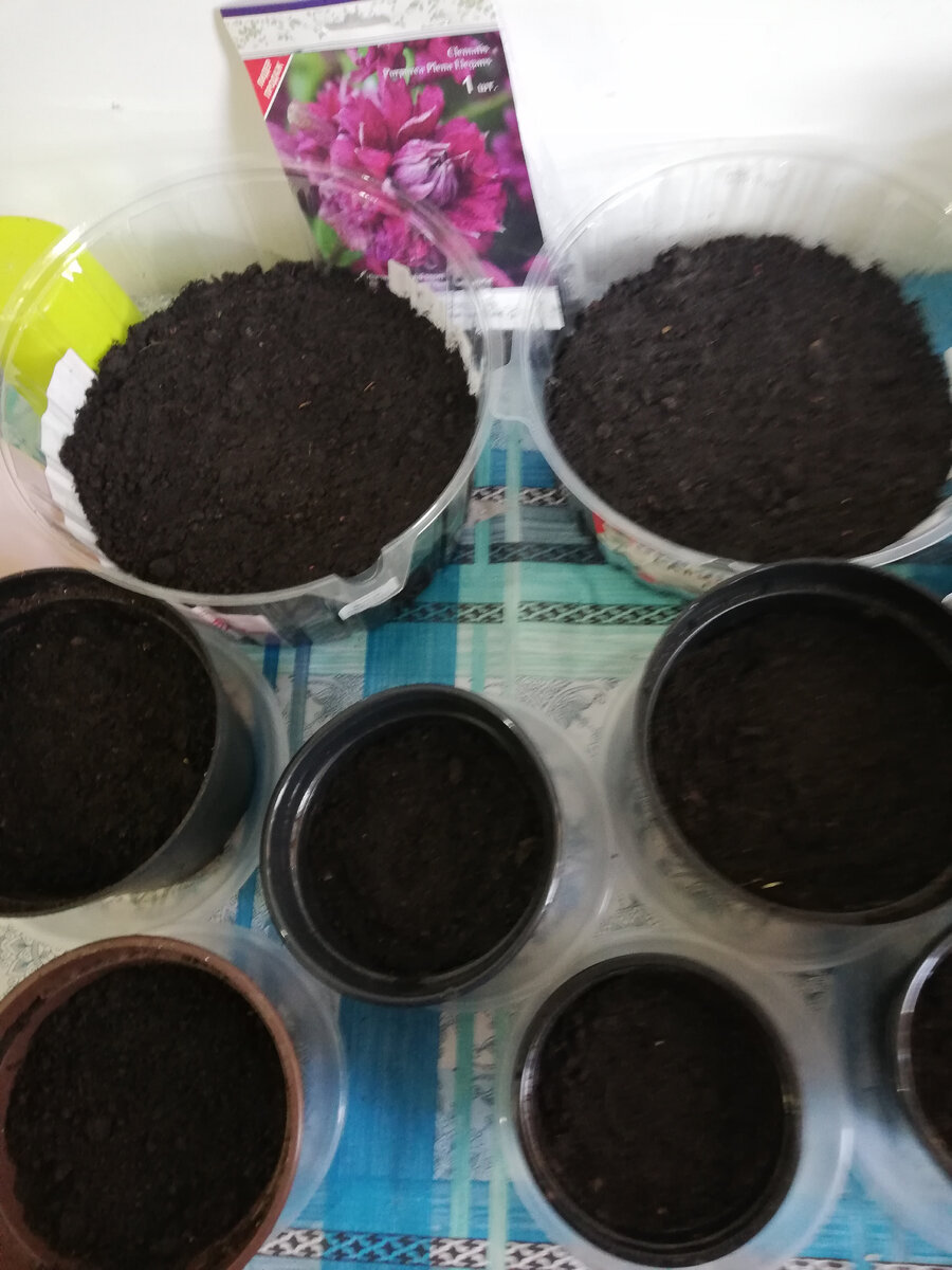 Там еще у меня на фотке клематис ,который вчера купила.