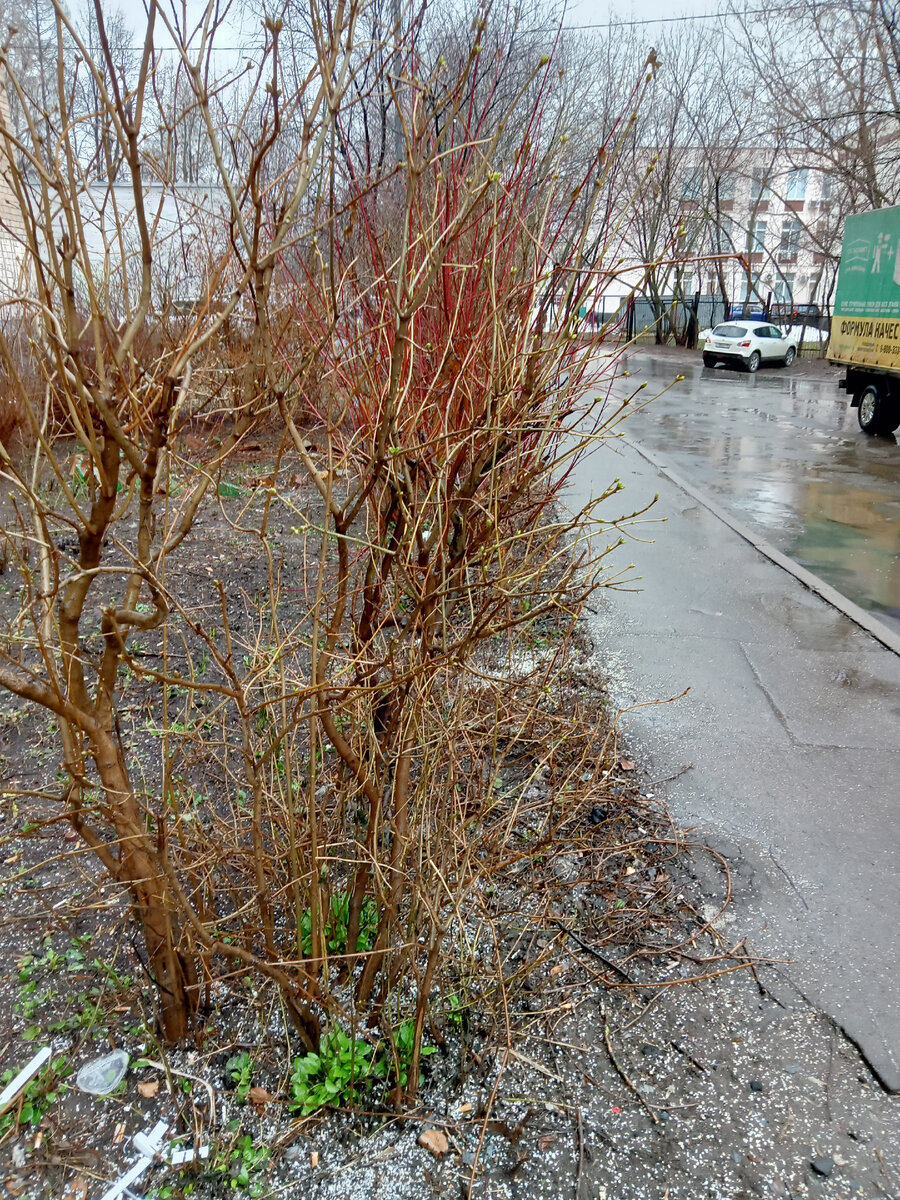 Дождь, природа просыпается