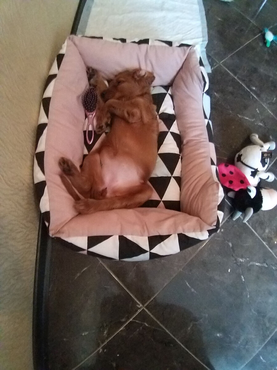 Вот такой карапуз приехал.