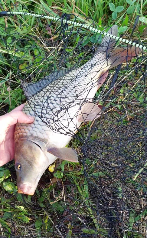 Карп - фото Данила Трапезникова