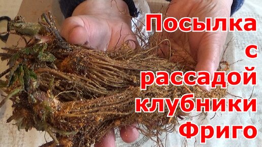 Клубника Фриго. Распаковка посылки с рассадой Фриго. Сорта и первые задачи после получения посылки.