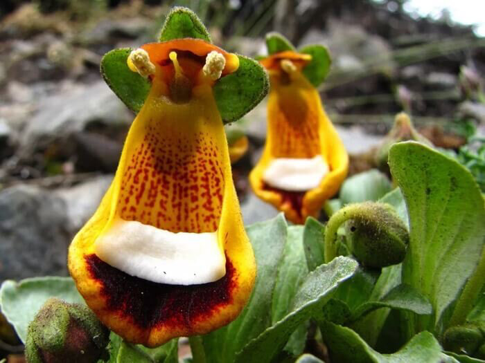 Инопланетянин, он же Кальцеолярия унифлора (Calceolaria uniflora) 