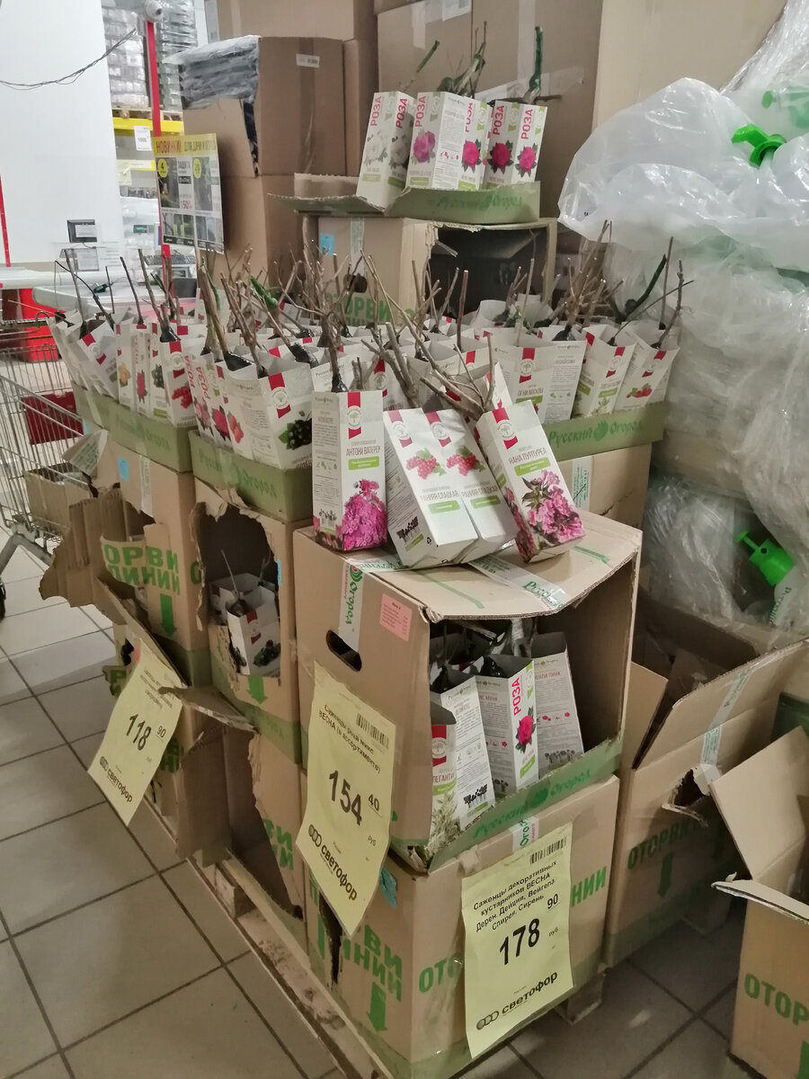 Саженцы в Светофоре. Фото автора. 