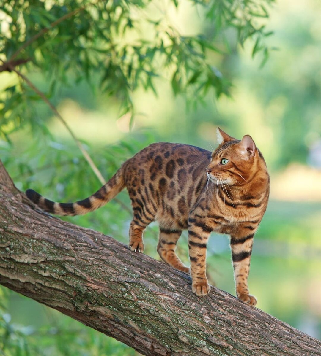 Бенгалы фото взрослых кошек