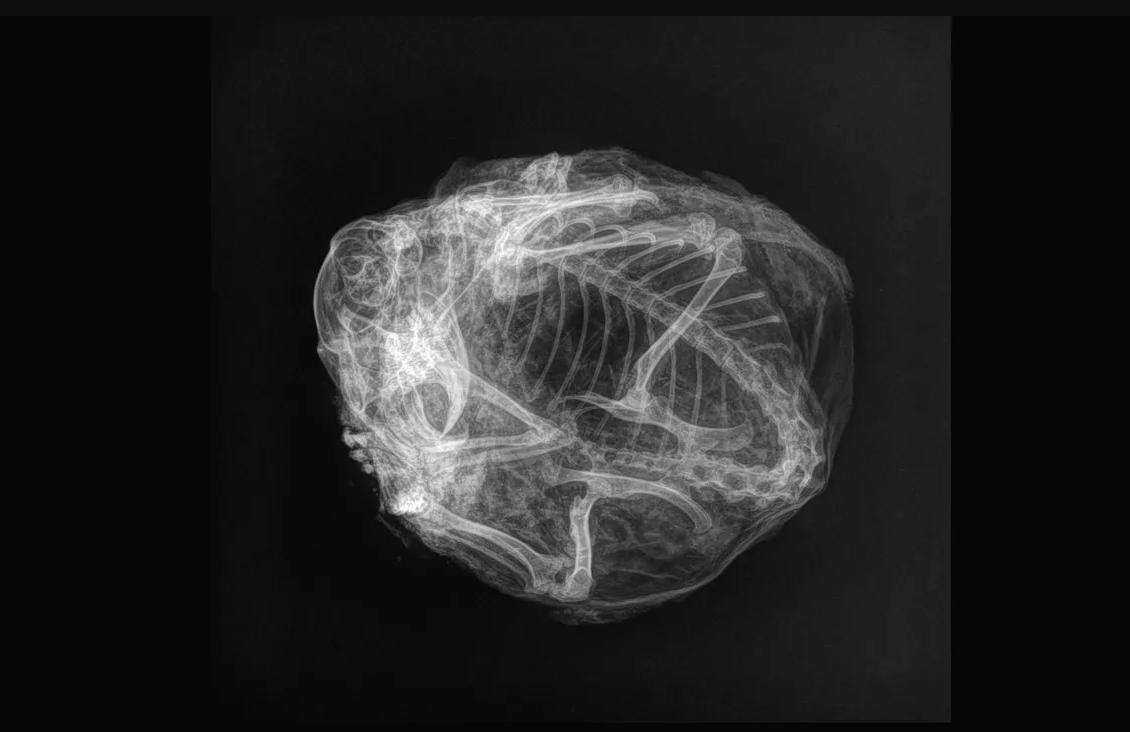    Белка свернулась калачикомYukon Beringia Interpretive Centre