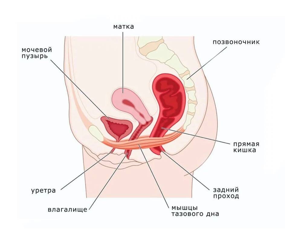 Строение наружных половых органов. Вульва.| Клиника Медицины, Здоровья и Красоты 