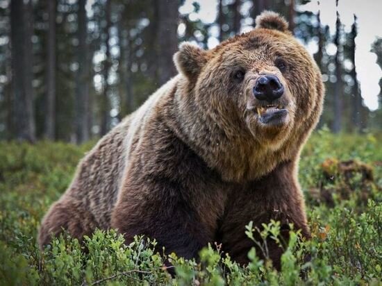     Фото: министерство природы Карелии