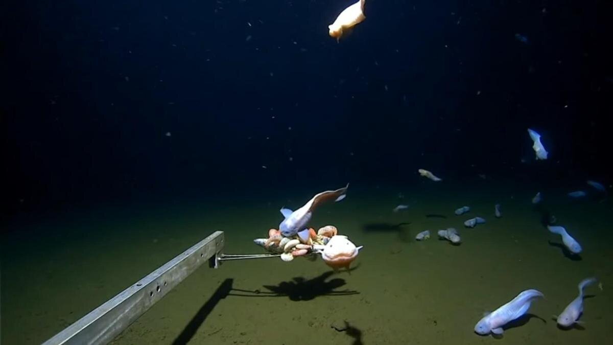    Самые глубоководные рыбы:YouTube/6abc Philadelphia