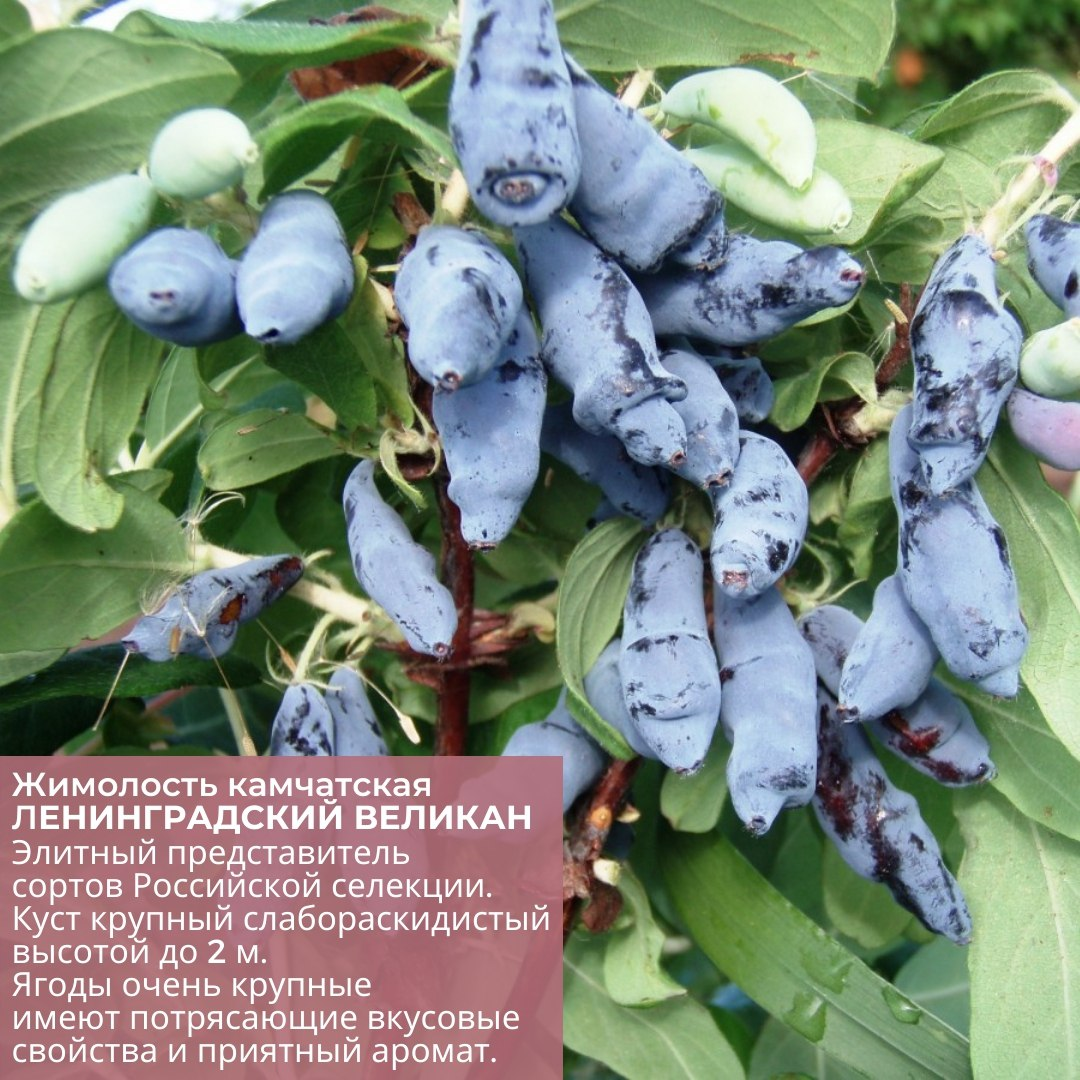 Вы наверняка знаете о ЖИМОЛОСТИ, как о раннеплодоносящем кустарнике с вкусными и полезными ягодами. Ягоды не всех сортов жимолости съедобны, но это не повод сбрасывать их со счетов.-8