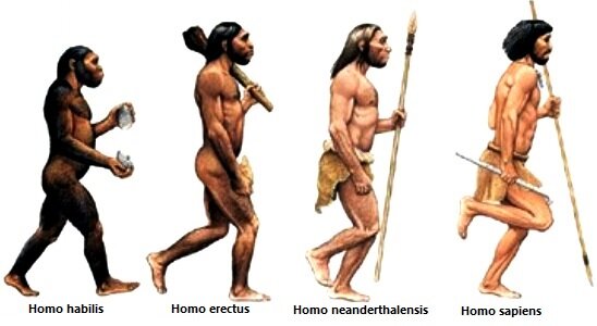 Homo sapiens картинки