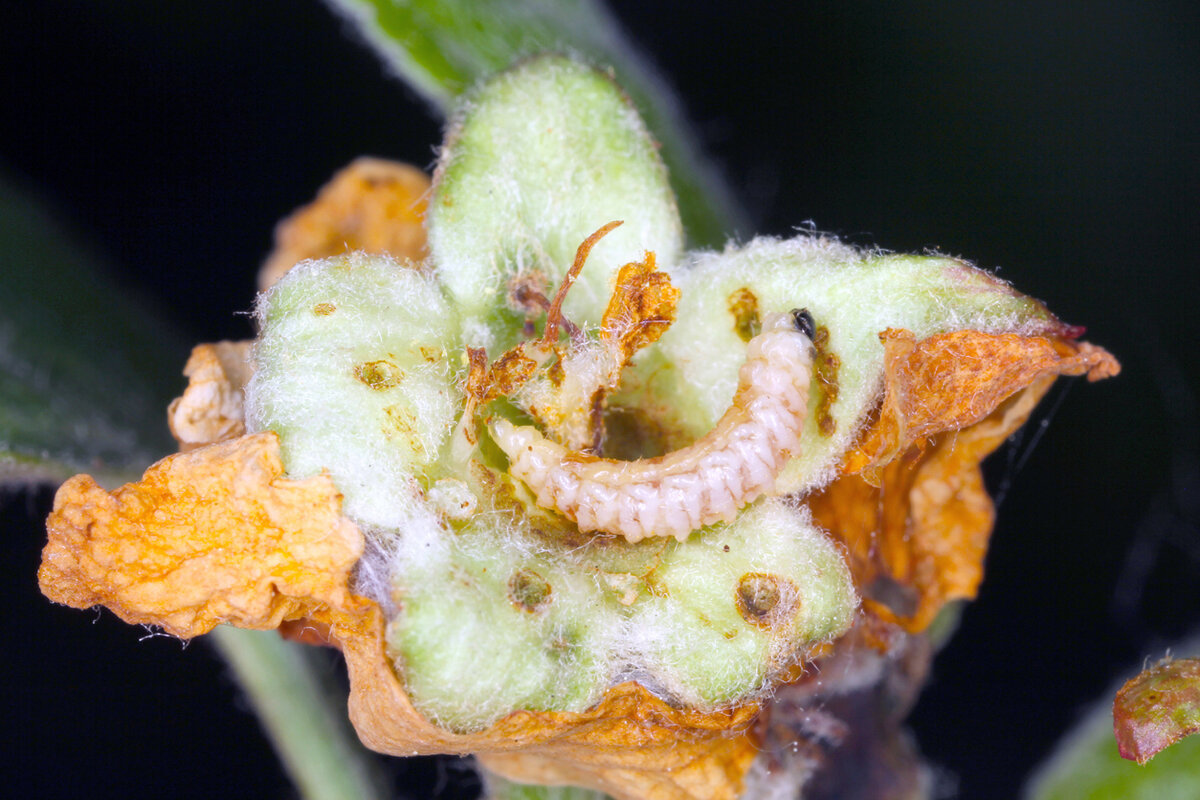    Личинка яблонного цветоеда питается внутри бутона