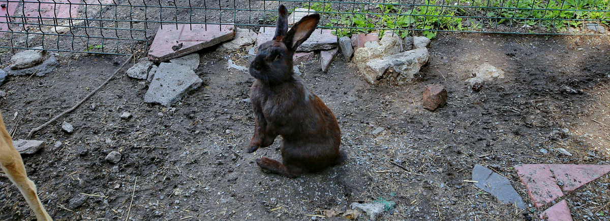 Фото: nsknews.info