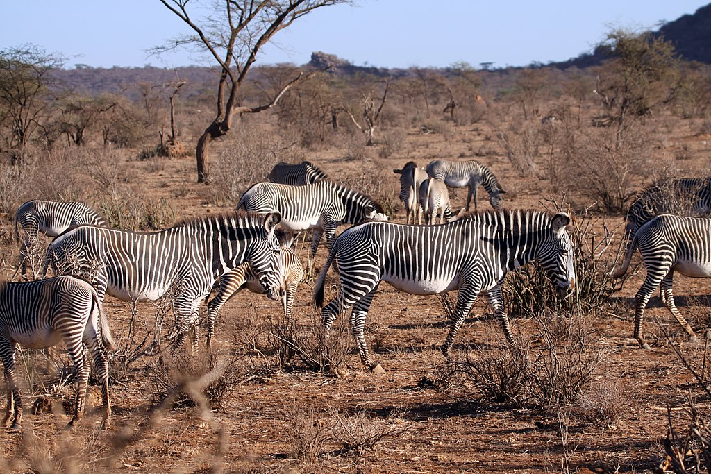 На сегодняшний день зебры чувствуют себя в безопасности лишь в специальных парках. Но там они вынуждены мириться с нехваткой личного пространства.