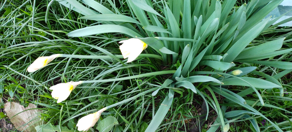 Нарциссы цветут 