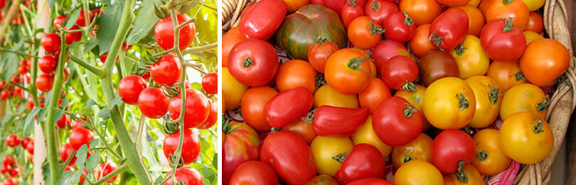Лучшие сорта томатов для выращивания в теплице и в открытом грунте.Специальные, универсальные, высокорослые и низкорослые.
