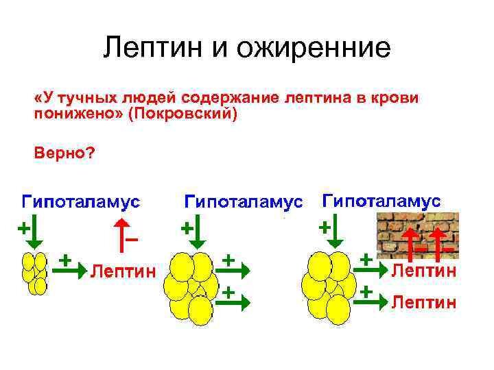 лептин. лептин. лептин гормон лептинорезистентность. лептин гормон повышен. лептин химическая природа.