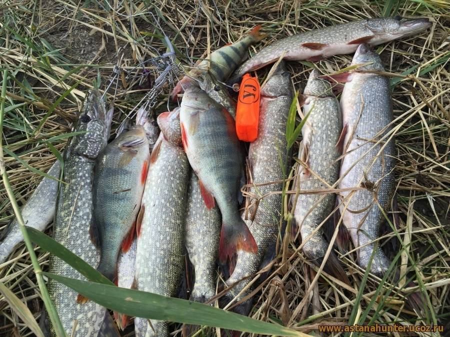 НА ЧТО ЛОВИТЬ НАЛИМА fishermen7777 Дзен