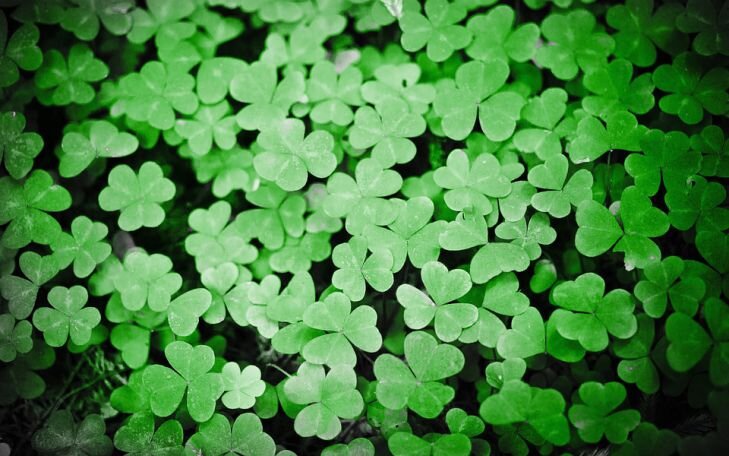 Фото: Pixabay