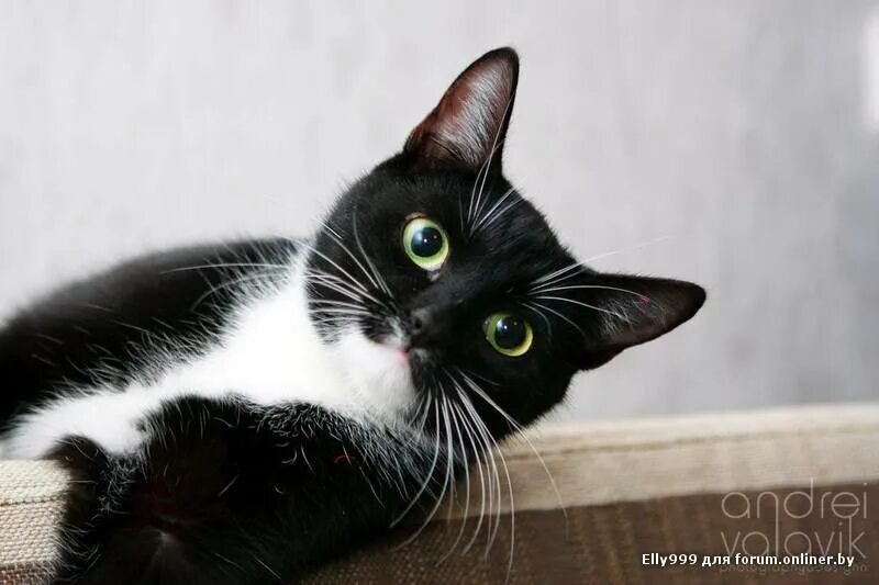 Порода черно белых кошек с фотографиями. Черные кошки породы Крысолов. Сибирский Крысолов кошка черно-белая. Сибирский Крысолов порода кошки. Черный гладкошерстный кот.