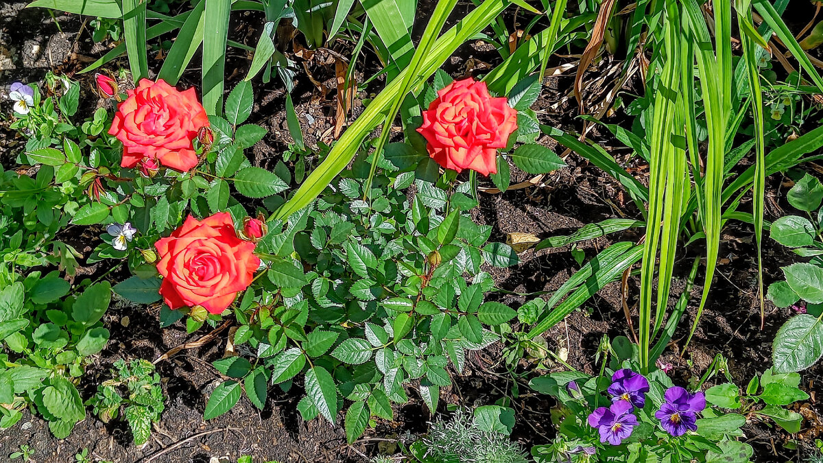 Роза Кордана в солнечном миксбордере. Лето 2022 