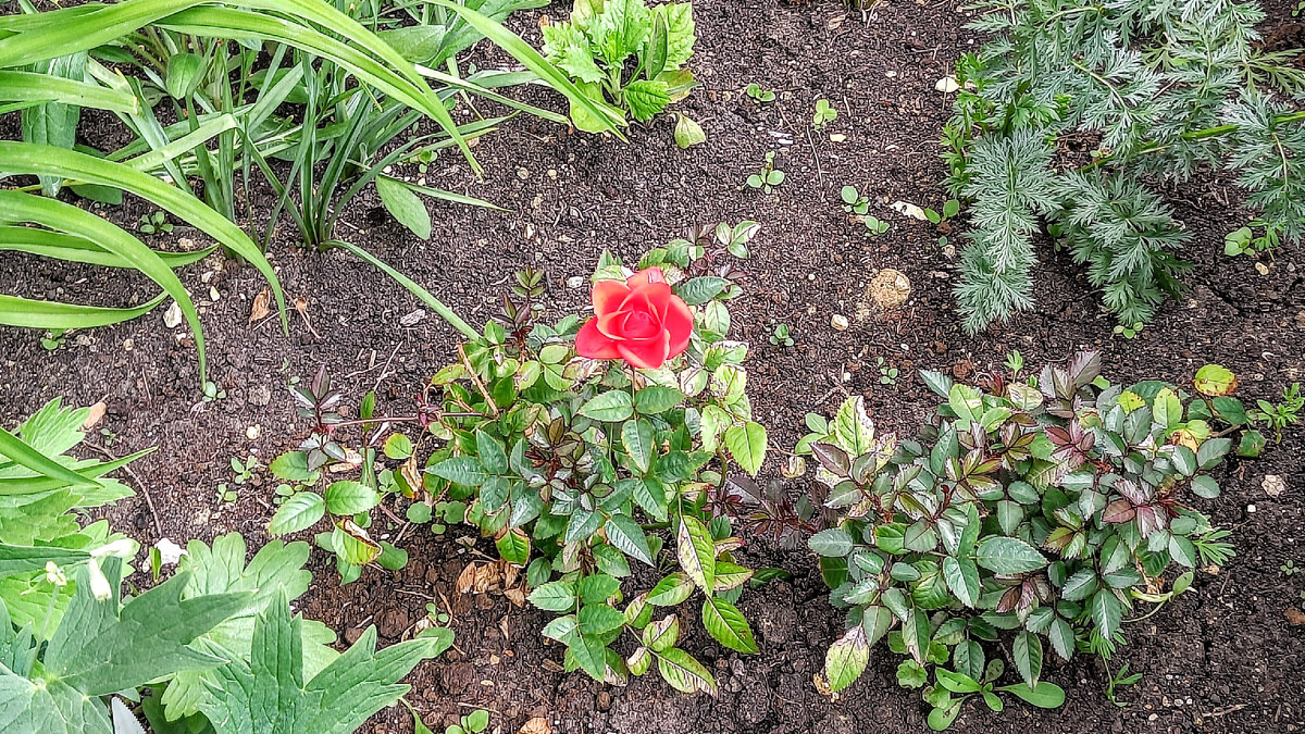 Розы через месяц после пересадки. Фото 6 июля 2022