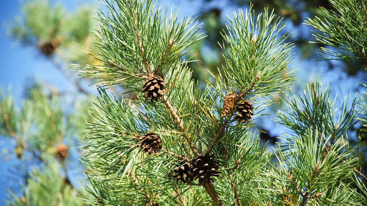 Сосна обыкновенная Pinus Sylvestris