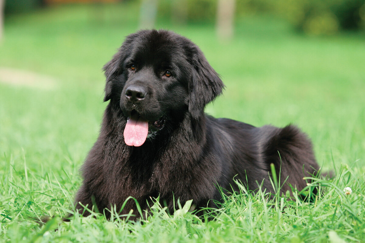 источник фото: https://doggos.ru/wp-content/uploads/2017/11/HarakterNufa.jpg