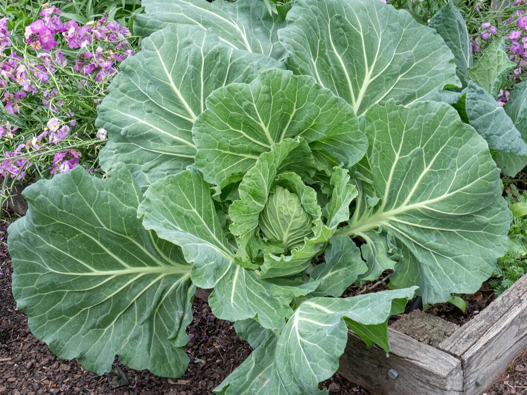 Фото: deepgreenpermaculture.com